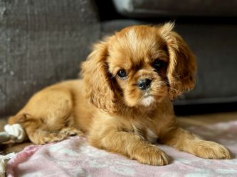 Bernský salašnický pes