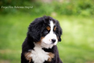 Bernský salašnický pes Freya Flox Bohemia Hagrid