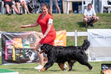 Bernský salašnický pes