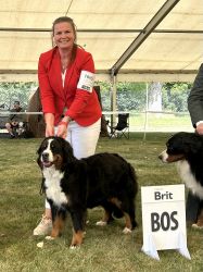 Bernský salašnický pes