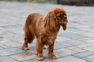 Bernský salašnický pes Erik Bohemia Hagrid