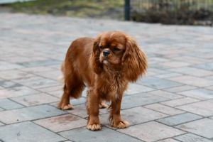 Bernský salašnický pes Erik Bohemia Hagrid