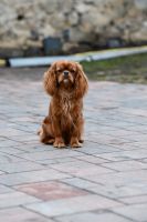 Bernský salašnický pes Erik Bohemia Hagrid