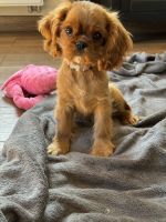 Bernský salašnický pes xara Bohemia Hagrid