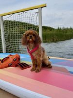 Bernský salašnický pes xara Bohemia Hagrid