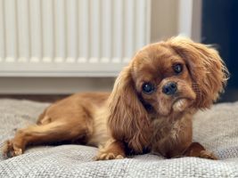 Bernský salašnický pes xara Bohemia Hagrid