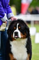 Bernský salašnický pes Erik Bohemia Hagrid