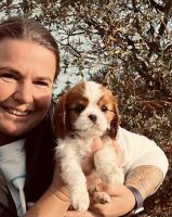 Bernský salašnický pes Erik Bohemia Hagrid