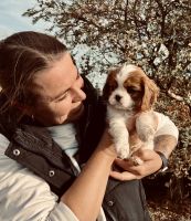 Bernský salašnický pes Erik Bohemia Hagrid