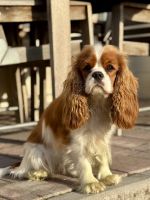 Bernský salašnický pes xara Bohemia Hagrid